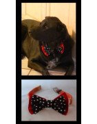Inhp Dog Bow Tie