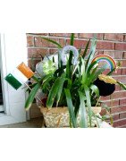 St Patricks Day Photo Props