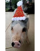 Party Photo Props