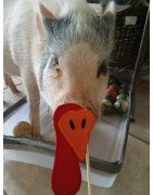 Thanksgiving Photo Props