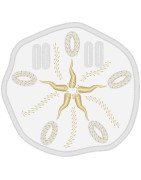 Sand Dollar Banner