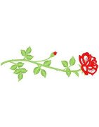 Long Stem Rose