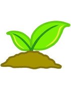 Seedling